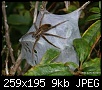 Klicken Sie auf die Grafik fr eine grere Ansicht

Name:	new zealand sheetweb spider.jpg
Hits:	338
Gre:	9,0 KB
ID:	260