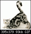 Klicken Sie auf die Grafik fr eine grere Ansicht

Name:	KatzeSchwanz.gif
Hits:	293
Gre:	93,4 KB
ID:	102