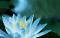 Benutzerbild von Lotusbl�te